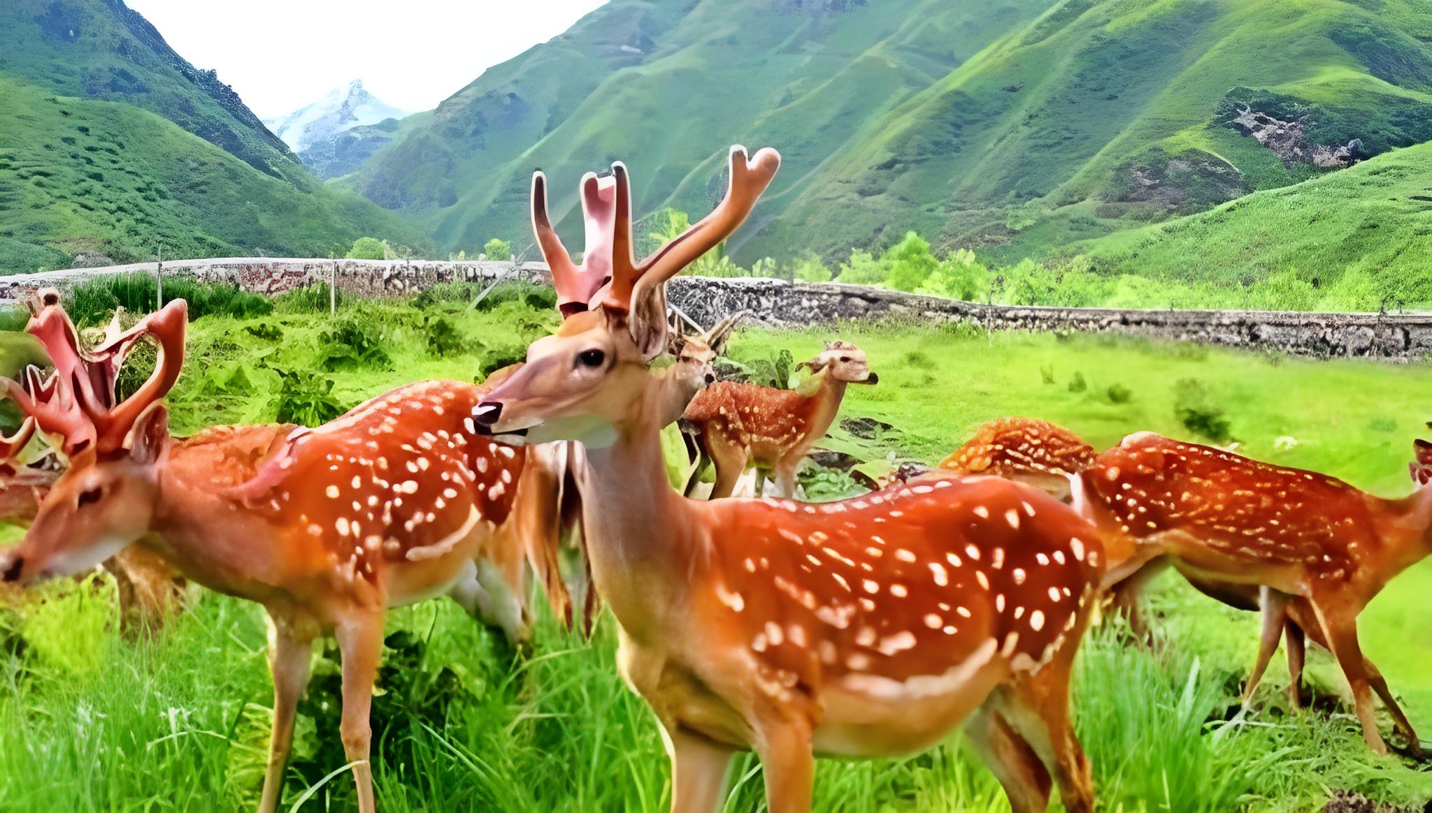 祥鹿堂酒:承千年鹿乡精粹,酝传世文化佳酿